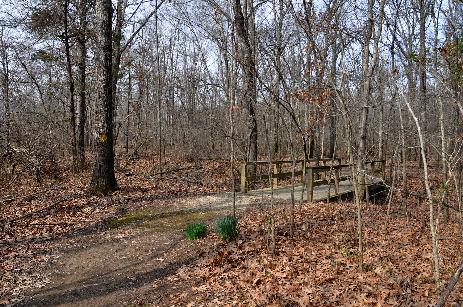 2011 03 19_2601_edited-1 The Black River Trail.