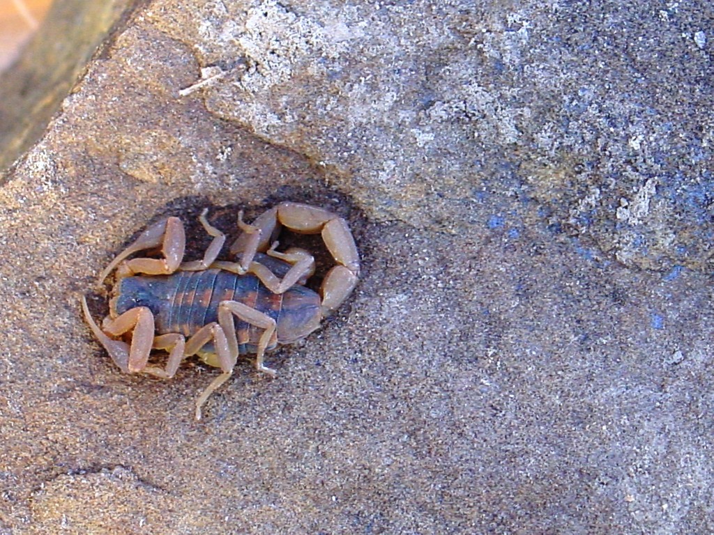 11Scorpion Scorpions winter under rocks.