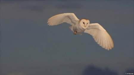 _54818185_barnowl Barn Owl (courtesy of BBC)