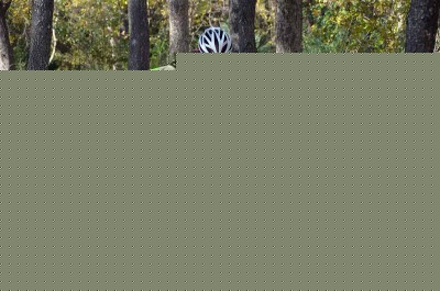 Pain face in the woods.