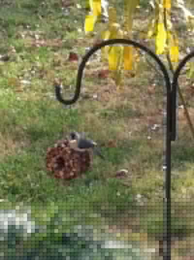 Backyard Wildlife