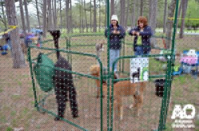 Some of the animals from Heifer Ranch were on display near the finish line.