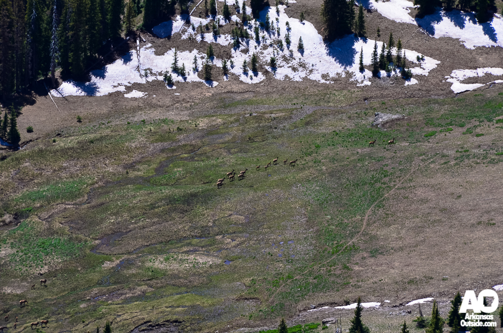 The elk below.