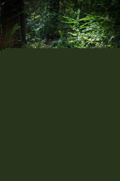 Finding his way through the woods.