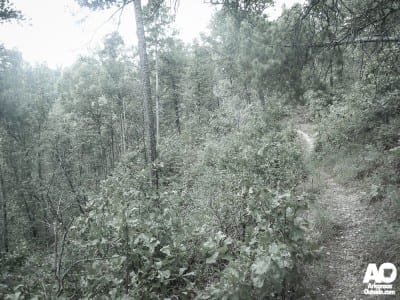 Some narrow bench cut trail.