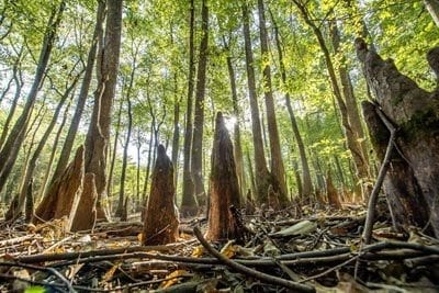 Saint-St-Francis-National-Forrest-Mississippi-State-Park-KSJ_2954ps-1024x682