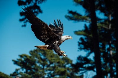 Bald Eagle