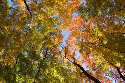 Fall Color