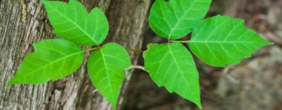 Poison Ivy