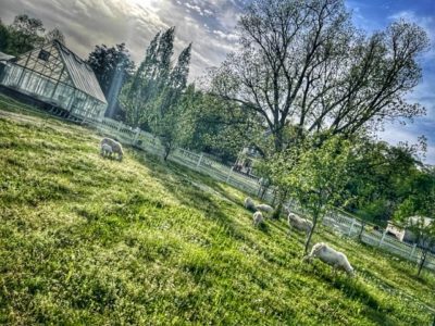 Birdeye Farm.