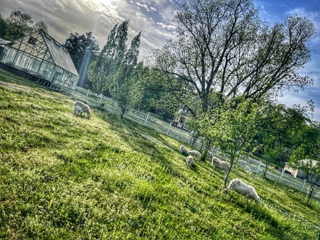 Birdeye Farm.