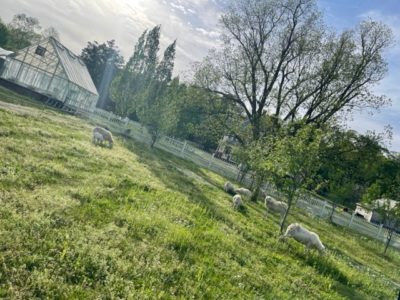 Birdeye Farms