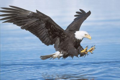 bald eagle, Haliaeetus leucocephalus, Robin Silver