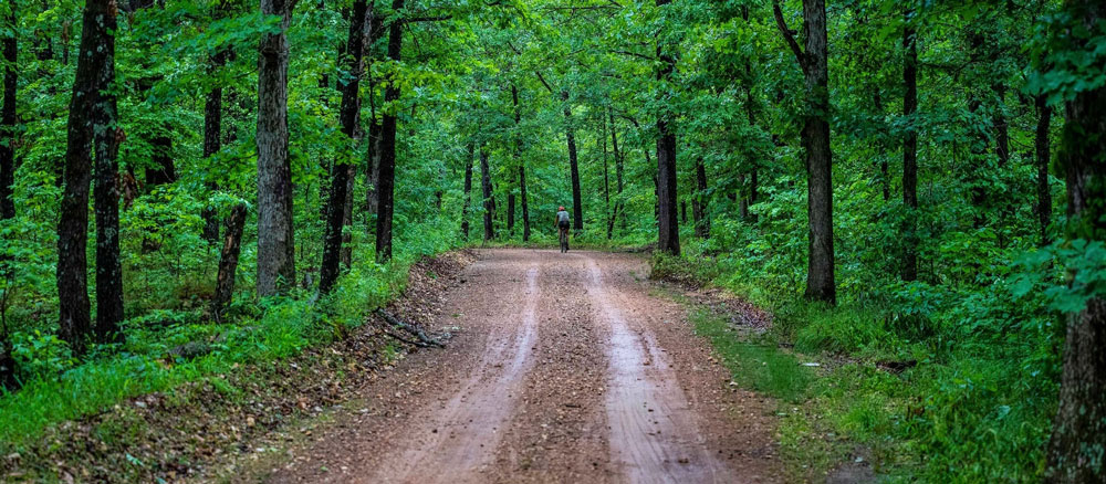 Wooded gravel road in the Ozarks.