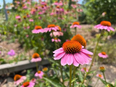 Learn About Birds and More at the Little Rock Audubon Center