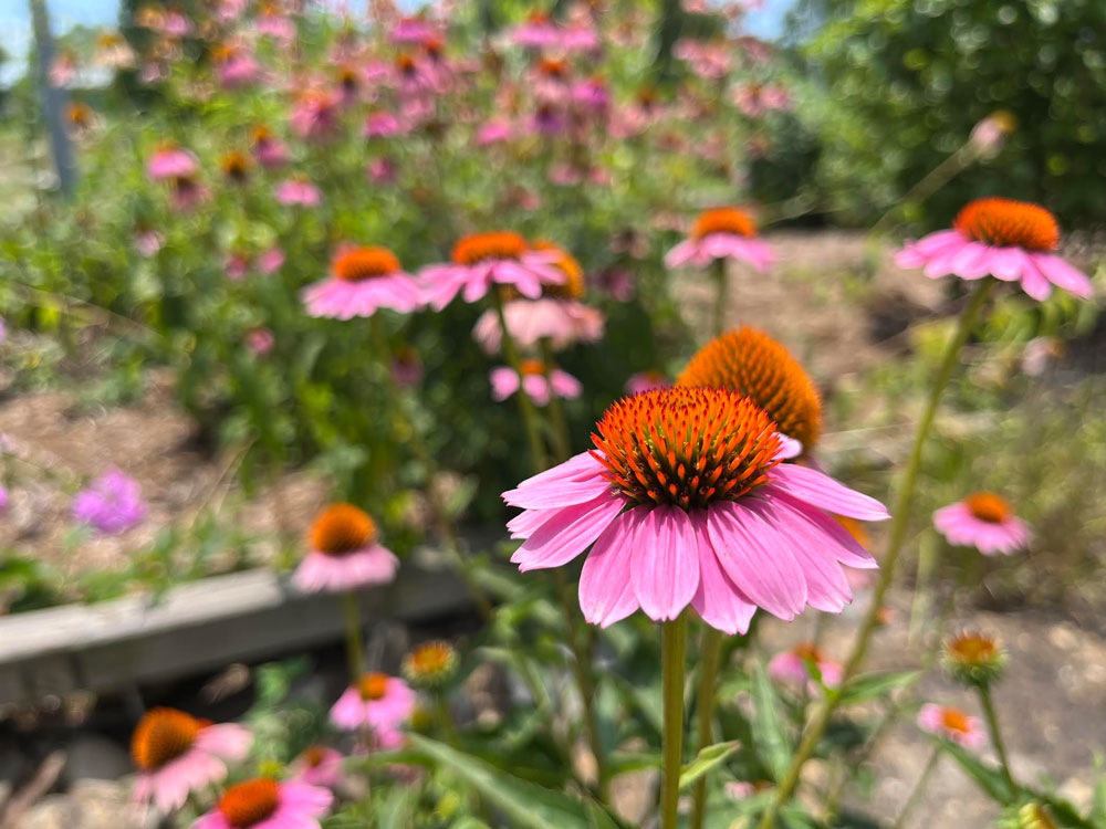 Learn About Birds and More at the Little Rock Audubon Center