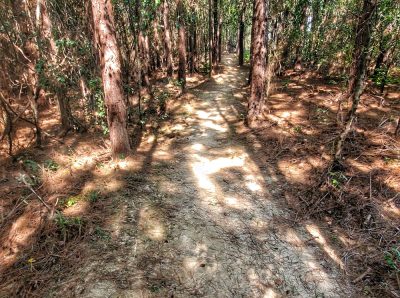 Nice, shady trail.