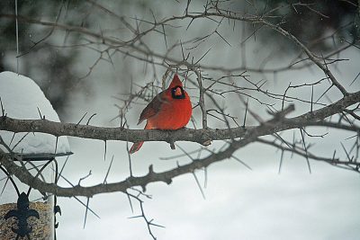 Cardinal perched in a Hawthorne tree a couple of winters ago.