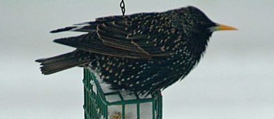Annual Christmas Bird Count Takes Flight This Weekend