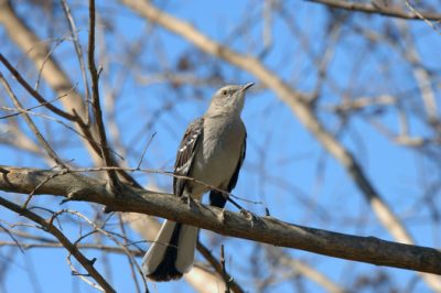 Annual Christmas Bird Count Takes Flight This Weekend
