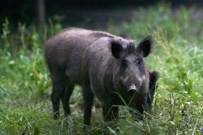 Interagency effort to eliminate feral hogs on Ozark-St. Francis National Forests