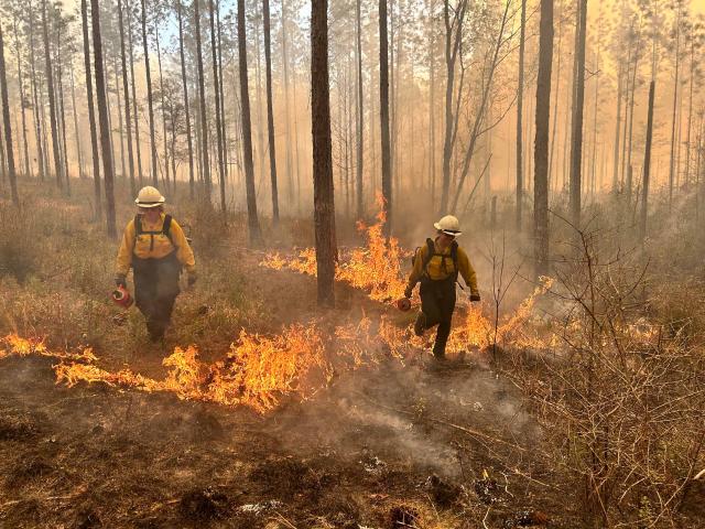 Crewmembers of the Southern Region Women in Wildfire crew conduct firing operations on a prescribed fire on the Conecuh National Forest in Alabama. The purpose is to restore wildlife habitat and historic native tree canopy, all while reducing hazardous fuels in the forest. From left, Greta Ketchner, Student Conservation Association intern, and Taylor Roe, Forest Service crewmember. USDA Forest Service photo by Elizabeth Skelly.