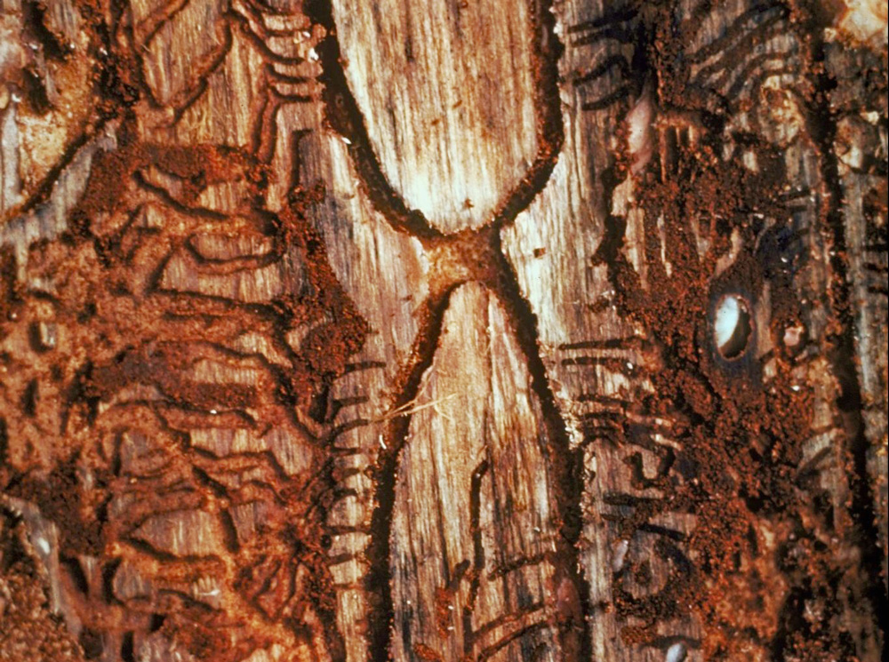 Image courtesy of Center for Invasive Species and Ecosystem Health at University of Georgia.