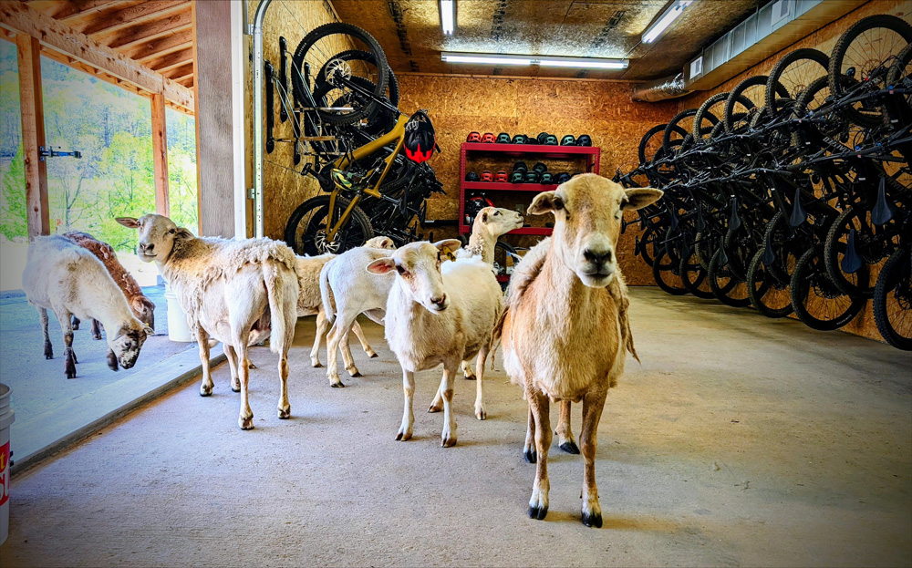 The famous goats of HCR in the bike shed.