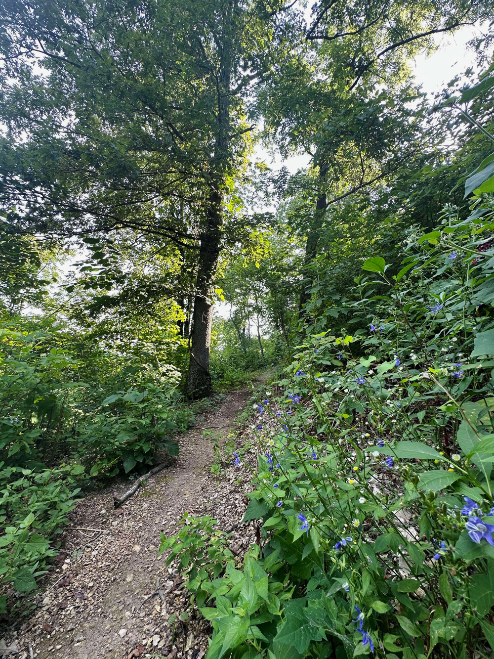 Beauty along the Western Swing Trail. (Photo courtesy of Tina.)