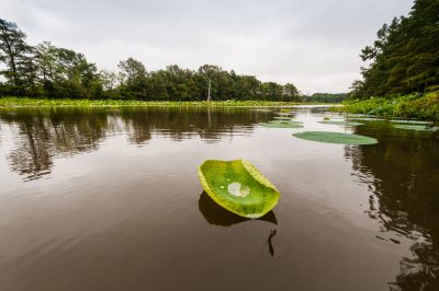 Lotus along Arkansas Post Water Trail. (Photo courtesy of ADPHT)