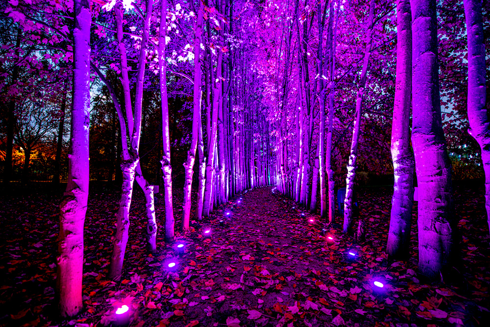 Klip Collective Be Seeing You, 2021 Site-specific video, light, and audio installation in the Maple Allée at Grounds for Sculpture © Klip Collectiv