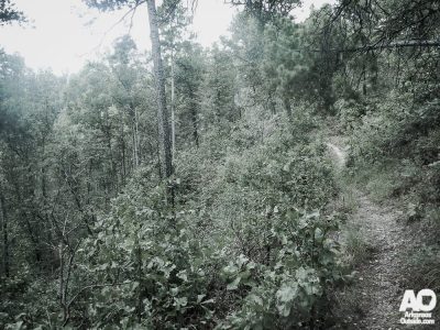 The view along the Womble Trail. Arkansas's first IMBA Epic.