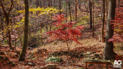 Fall color in Allsopp Park, Little Rock.