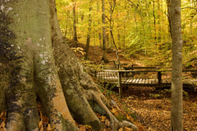 The deep woods at Village Creek State Park near Wynne, AR.