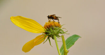 I was not alone in my quest for late season nourishment.