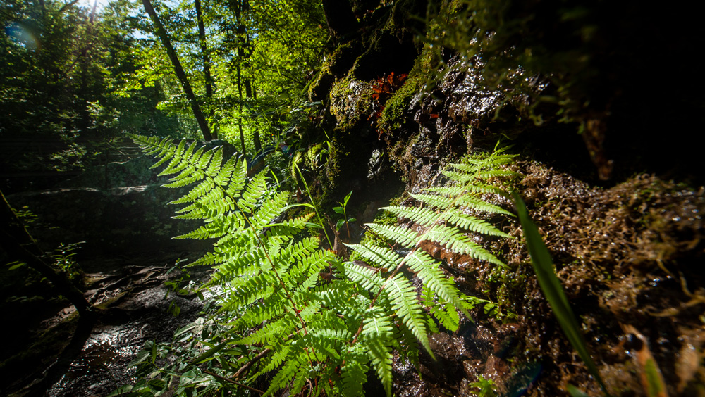 Thankful for Arkansas Outdoor Recreation