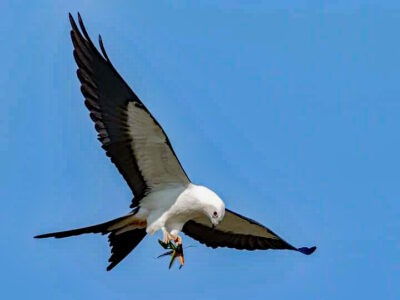 Swallow-tailed kites have been confirmed breeding at Sulphur River WMA, outside of their traditional range. Brad Imhoff/Macaulay Library at Cornell University.
