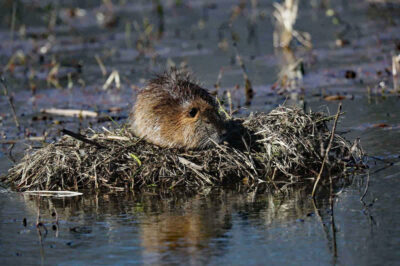 Cane Creek Lake to Close Temporarily for Nutria Removal