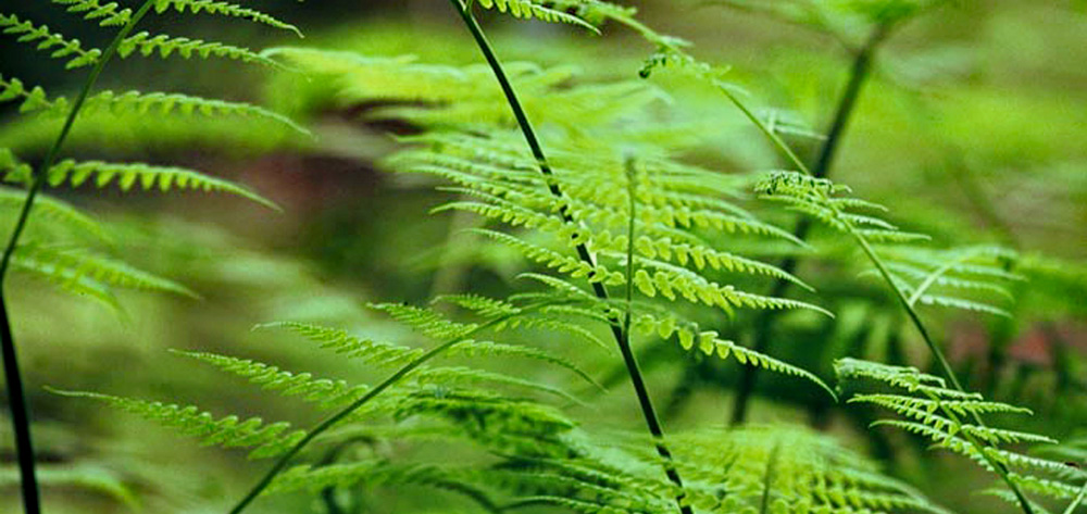 Trailside at Hobbs State Park-Conservation Area. (photo courtesy of ADPHT)