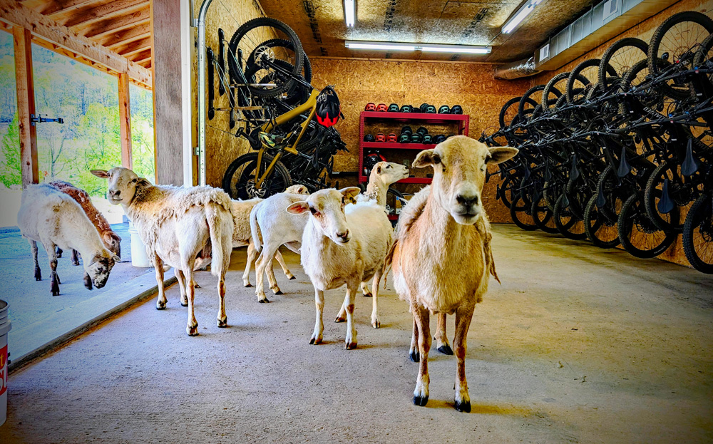 We highly recommend visiting with the staff at the Bike Barn before hitting the trails.