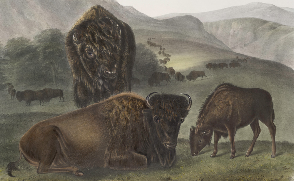 John James Audubon (Les Cayes, Haiti, 1785 - 1851, New York, New York), Printed by John T. Brown (England, 1801 - 1856, Philadelphia, Pennsylvania), American Bison from The Viviparous Quadrupeds of North America, 1845 - 1848, hand-colored lithograph on paper, 35 1.4 x 39 1/2 in. On loan from the Bank of America Collection.