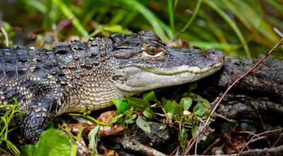 Prehistoric Arkansas wildlife