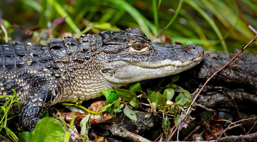 Prehistoric Arkansas wildlife