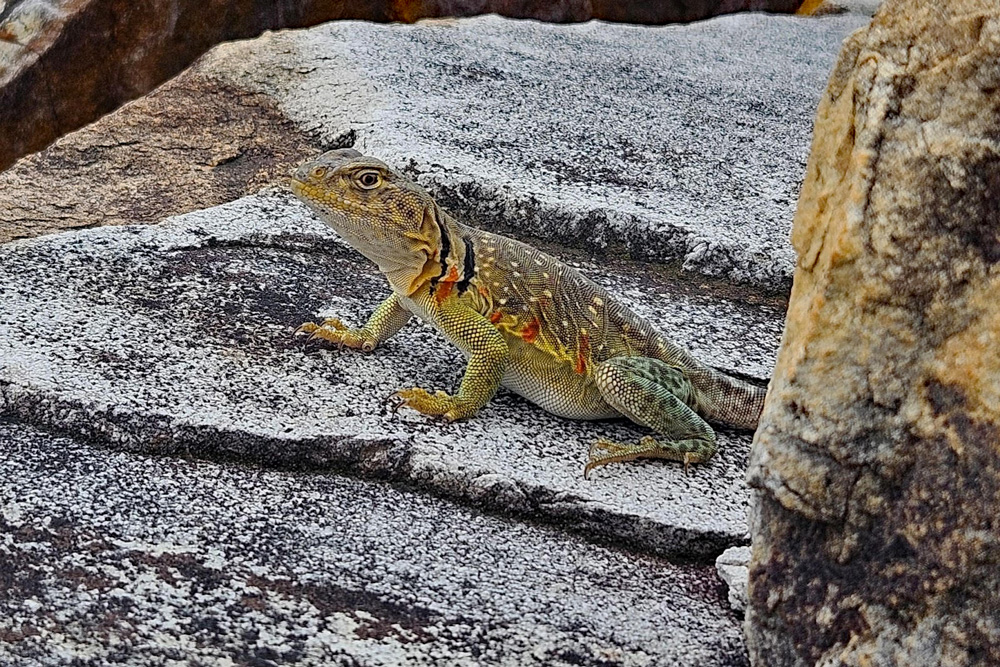 Four of the female collared lizards relocated to Arkansas last week had eggs, so biologists are hopeful they will lay and hatch offspring in the next few weeks. AGFC photo courtesy Amanda Bryant.