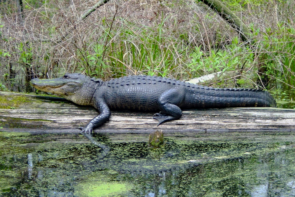 Alligators were reintroduced to Arkansas in 1970-71. AGFC photo.