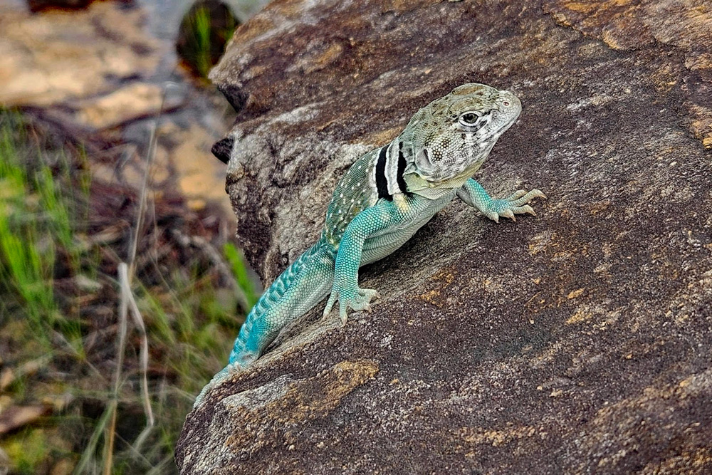 Male collared lizards have striking teal-blue markings and grow as long as 14 inches from nose to tail. AGFC photo courtesy Amanda Bryant.