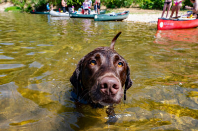 protect your dog from summer heat