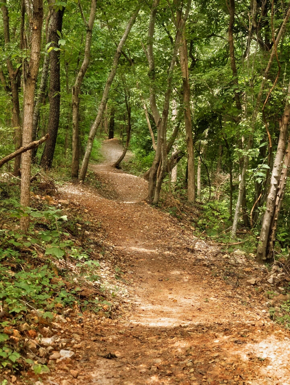 Bobcat Trail near Marshall, AR.