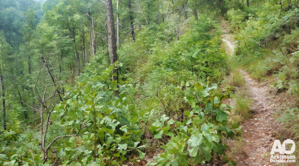 Womble Trail Arkansas