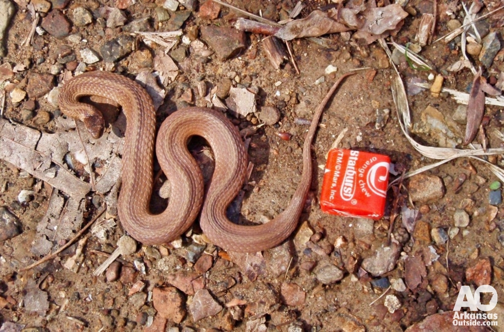 Snake spotted on the Athens-Big Fork Trail on the Eagle Rock Loop in the Ouachita Mountains